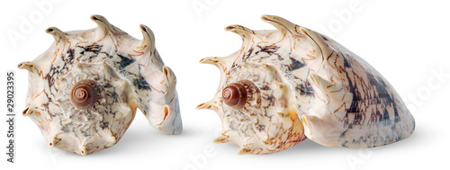 Photo: Exotic seashell Exotic seashell