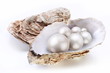 Photo: Image placer pearls in a shell on a white background. Image placer pearls in a shell on a white background.