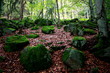 Steinkreis im Wald