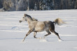 white horse runs trot