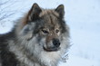 Eurasier