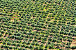 olive grove in Mont-roig del Camp, Spain