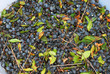 raccolta delle bacche di mirto sardo