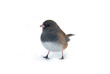 Isolated Dark-eyed Junco