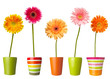 Foto: flower nature garden botany daisy bloom pot flower nature garden botany daisy bloom pot
