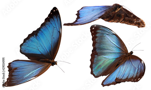 Photo : 3 morpho butterflies 3 morpho butterflies