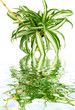 phalangère, chlorophytum, plante araignée