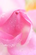バラ　薔薇　ピンクのバラ　水滴　しずく