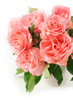 Pink roses bouquet