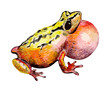 Colored frog Colored frog