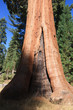 Mammutbäume Sequoia NP USA
