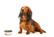 Dachshund and bowl with dog food over white