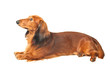Dachshund over white