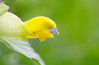Rhinanthus spec., Klappertopf, Rattle