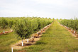 Mandelbaum Plantage USA