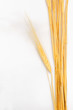 Wheat isolated on white