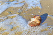 seashell on sand seashell on sand