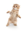 Striped Scottish kitten fold pure breed dancing isolated Striped Scottish kitten fold pure breed dancing isolated