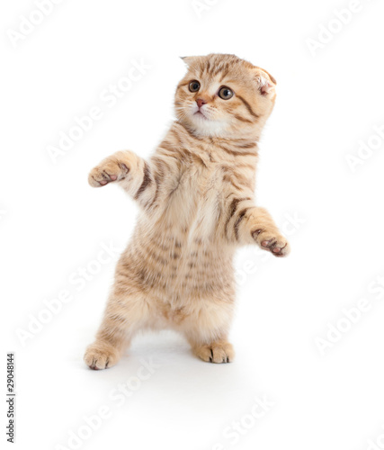 Photo: Striped Scottish kitten fold pure breed dancing isolated Striped Scottish kitten fold pure breed dancing isolated