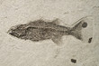 Fossilized fish.