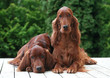 Dog puppy and mum