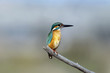Martin pescatore,Alcedo atthis,kingfisher