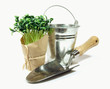 herbes aromatiques, bèche et seau