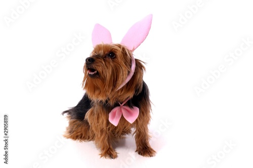 Foto: Hund Yorkshire Terrier als Hase Hund Yorkshire Terrier als Hase