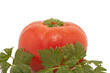 tomato and parsley tomato and parsley
