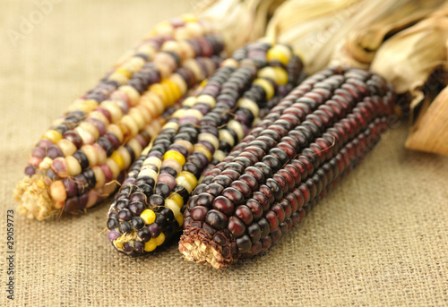 Photo: indian corn indian corn