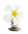 Frangipani on therapy stones Frangipani on therapy stones
