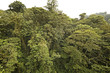 Canopy of rain forest