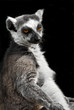 Katta (Lemur catta)