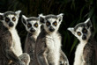 gruppe von Kattas (Lemur catta)