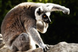Katta (Lemur catta)
