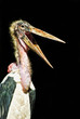 Marabu (Leptoptilos crumeniferus) freisteller