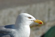 Mouette scrutant l'horizon