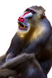 Mandrill (Mandrillus sphinx), freisteller
