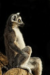 Katta (Lemur catta)