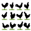 Rooster silhouette Rooster silhouette