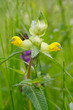 Rhinanthus spec., Klappertopf, Rattle