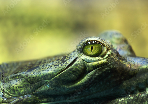 Photo: gavial crocodile gavial crocodile