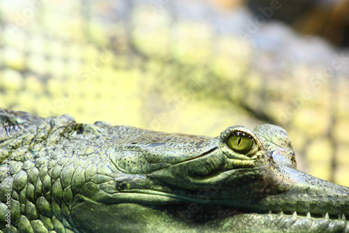 Photo: gavial crocodile gavial crocodile