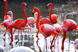 flamingo