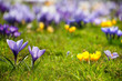 Photo: Frühling Frühling
