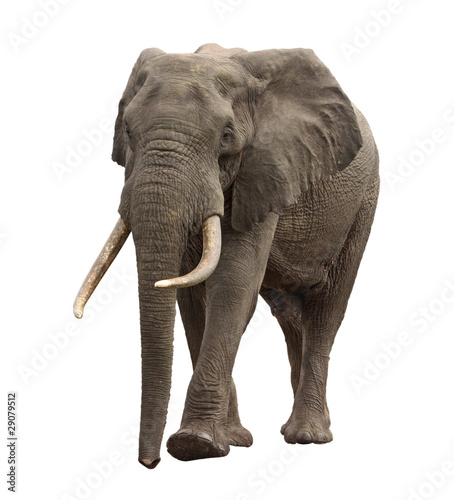 Photo: elephant approaching isolated elephant approaching isolated