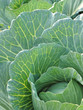 Photo en ligne au meilleur prix Close up of cabbage,in farm
