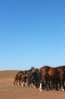Horse herd grazing on the steppe red clay hills