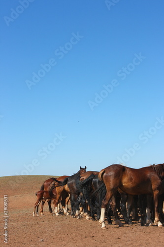 Photo: Horse herd grazing on the steppe red clay hills Horse herd grazing on the steppe red clay hills