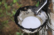 Colombie San Jose Del Guaviare Exploitation Hévéa Colombie San Jose Del Guaviare Exploitation Hévéa